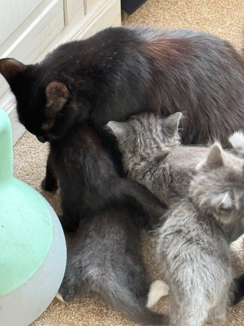Female black kittens