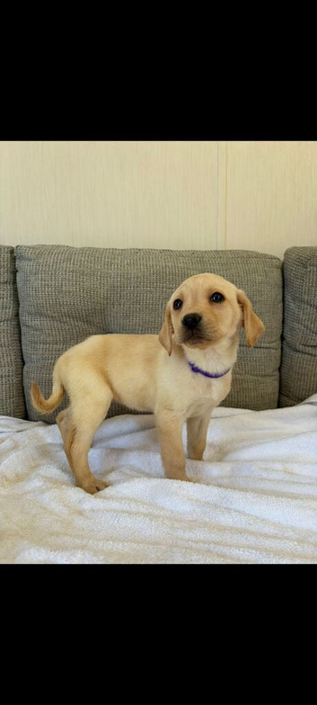 Girl labrador puppy