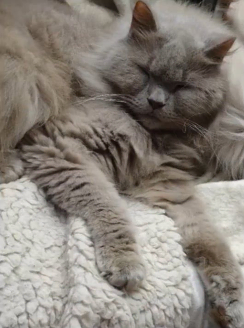 British Longhair Boy Neutered
