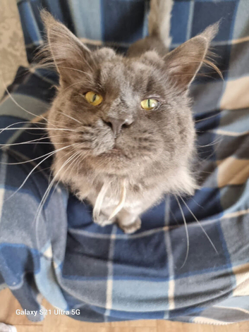 Male blue mainecoon
