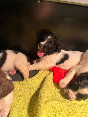 Springer Spaniel Puppies