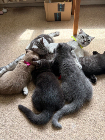 Reduces in price Scottish fold kittens &pound;275 black tabby needs a home