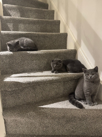 Beautiful Purebred Scottish Fold Male Kittens