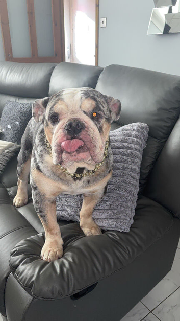 Reggie️ STUD ONLY
