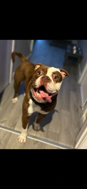 Old english bull dog ( Buster )