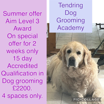 Aim L3 Award  summer sale   Your First step into a career in dog grooming