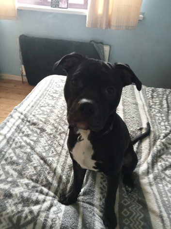 9 months old male black and white chest