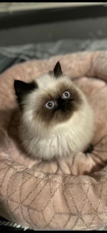 stunning Himalayan Persian Kittens