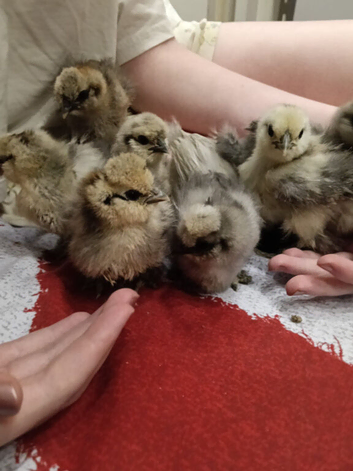 Silkie chicks