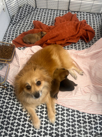 Pomeranian Puppies