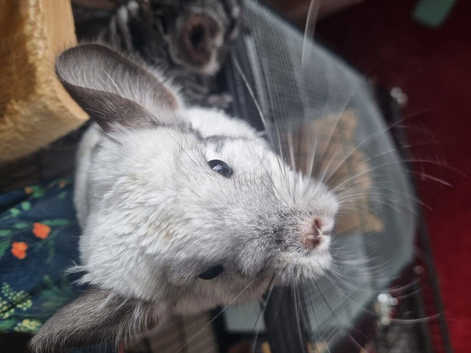 2 female chinchillas with cage