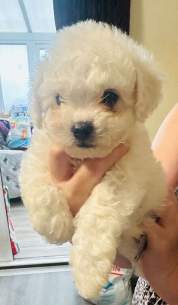 KC Bichon Frise Puppies Champion Bloodlines