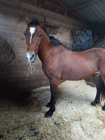 16 year old brood mare