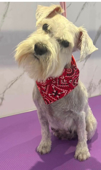 Beautiful Adult Girl Miniature Schnauzer