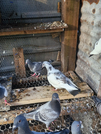 Racing pigeons  baby