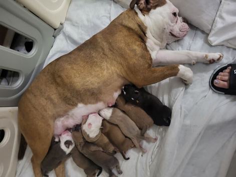 Old Tyme English bulldog puppies