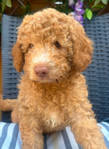 Pure Australian labradoodle puppy&rsquo;s ready now