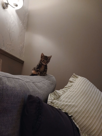 Gorgeous tabby kitten