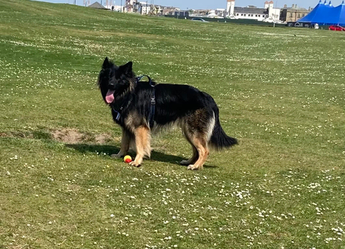Stud German Shepard