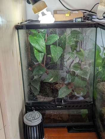 2 yellow belly toads