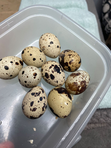 Quail eggs for eating or hatching Coturnix and Chinese painted button