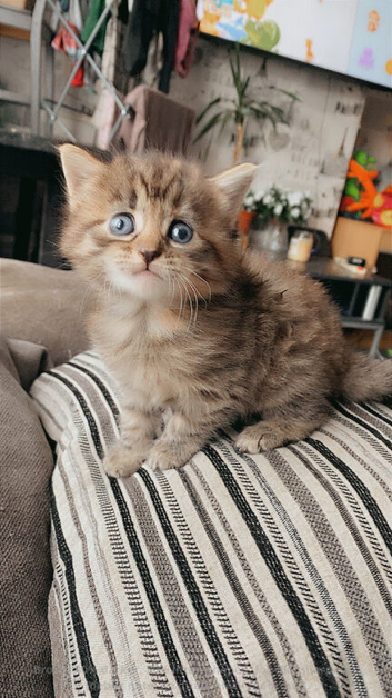 Female kitten