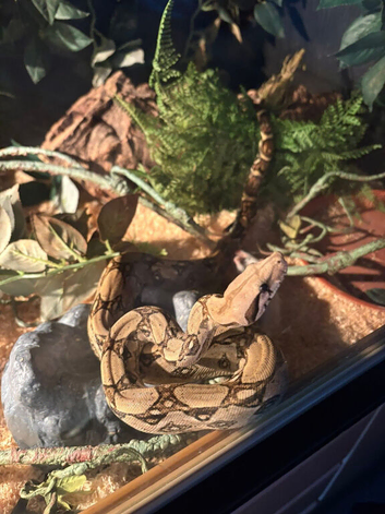 2 Boa Constrictors and viv + accessories