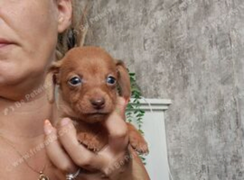 Dachshund x