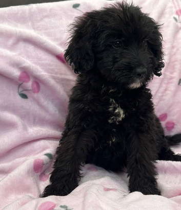 Beautiful puppies