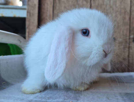 Mini lop babys ready now