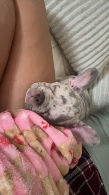 Lilac Merle frenchie