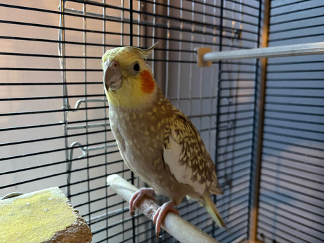 Adult pair of cockatiels for sale