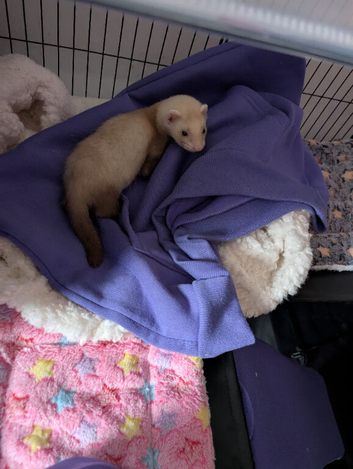 Ferret Hob & set up (8 weeks old)