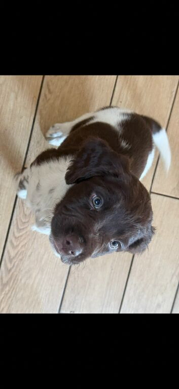 English springer spaniel puppy (male)