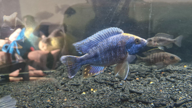 2 fish up for Trade or offer SM5