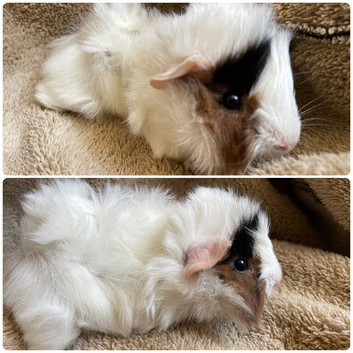 Pair of bonded baby boys