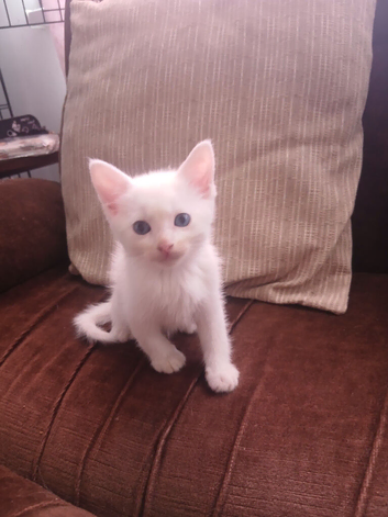 Beautiful Fluffballs ready to leave this weekend