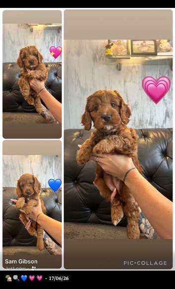 Beautiful Fox Red Cockapoo Puppies &ndash; Ready Now