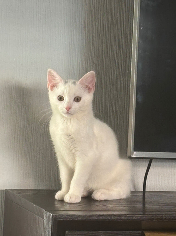 Kitten for sale