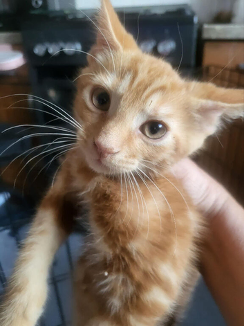 8 week old ginger males