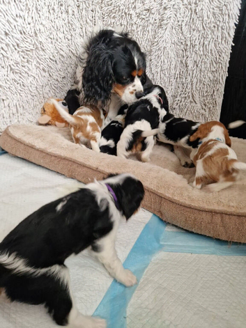 Beautiful Cavalier King Charles Spaniel