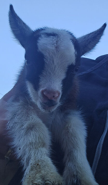 Baby Pygmy goats
