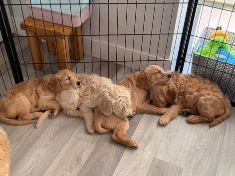 Goldendoodles * Essex *