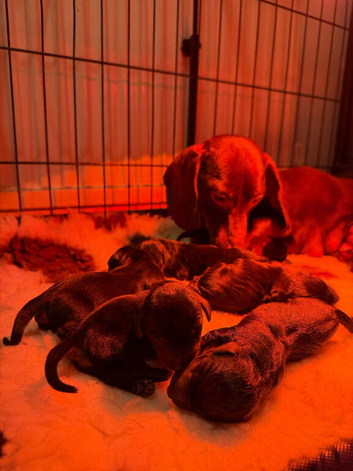 Dachshund puppies LAST GIRL LEFT