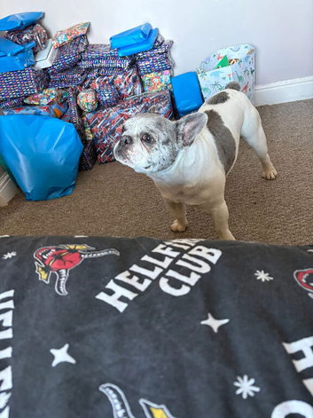 French bulldog 6 years old