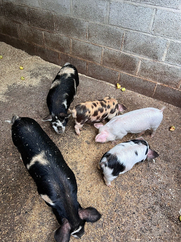 5 Mini Piglets Ready to go