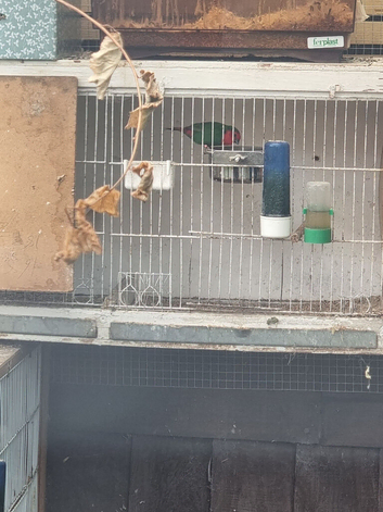 Parrot finches proven pair(sold pending collection)