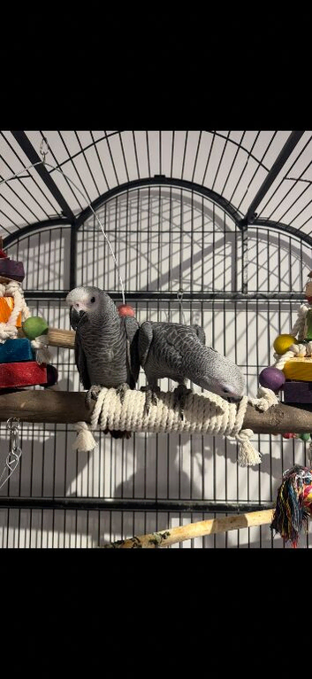 Stunning african grey baby's