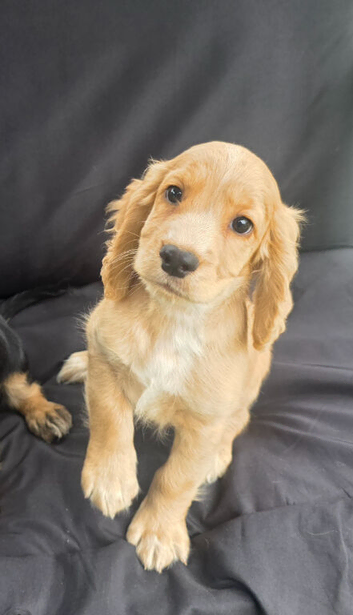 READY NOW KC Reg health tested working cocker spaniels