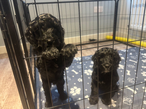 READY TO LEAVE F2b cockapoo boy